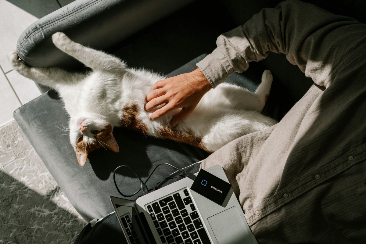 Owner petting cat lying on sofa